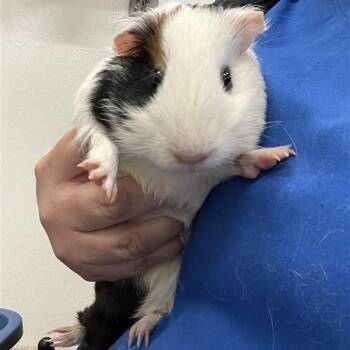 Rescue Short Haired Guinea Pigs for Adoption in Prince Frederick, Maryland - Ginger | PetCurious